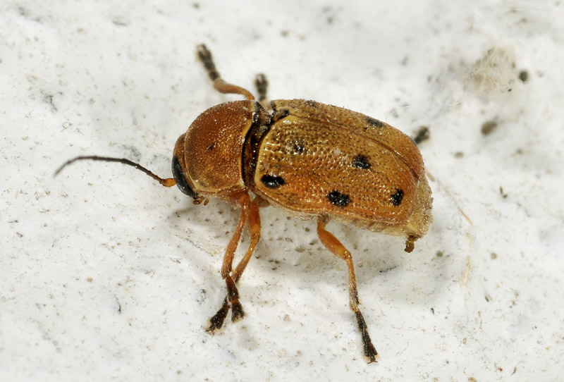 Cryptocephalus octomaculatus, Chrysomelidae